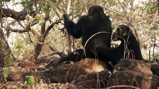 Chaos Erupts in Chimpanzee Tribe | Dynasties