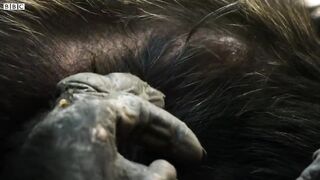 Alpha Chimp Seeks Allies as Tensions Rise | Dynasties