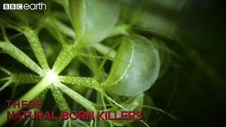 The Fastest Carnivorous Plant in the World | Natural Born Killers