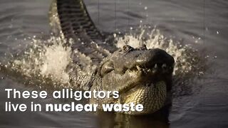 Alligators Take Over Nuclear Weapons Plant | Reports from the Frontline