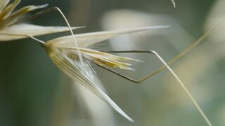 These Seeds Can Walk! | The Green Planet