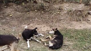 Village  Dogs Playing