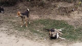 Bengali  village  dogs playing