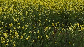 Mustard  Flowers  শীতের সর্ষের ফুল