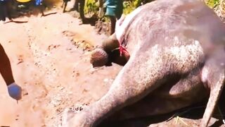 elephant cannot discharged the gas ???? | entertainment video