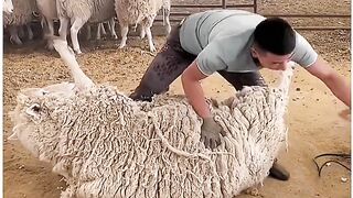 Foto dan video Jihan Audy - Woolly Wonders The Craft of Sheep Shearing -