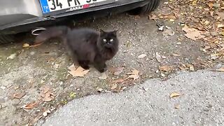 Cute black cat living on the street. He was so hungry I gave him food