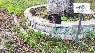 Incredibly Beautiful Cat Living in the Park. This Cat is so cute