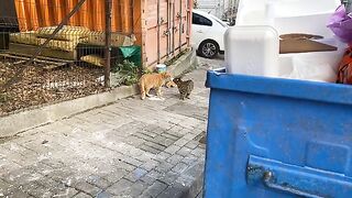 Cats living on the street are making strange noises and fighting. Cat Fight