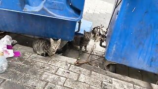 Hungry Kittens living on the street. I gave them food