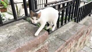 Hungry Cats living on the street. I gave them food