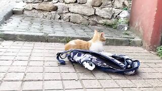 Poor kitten with no mother living on the street. This Kitten is so beautiful