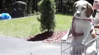 Dogs' Epic Shopping Cart Voyage: Funny Dogs Maymo & Penny