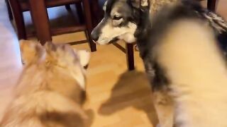 Watch what happens when one husky is missing ????