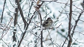 sparrow sitting on a branch