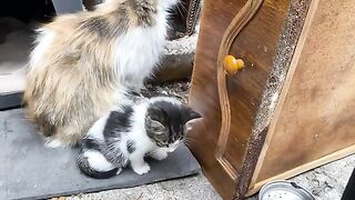 Incredibly beautiful Kittens. Mother Cat loves her kittens.