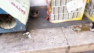 Poor Kittens living on the street. I gave them food