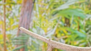 Three love birds flying off a branch. Shot in Slovenia