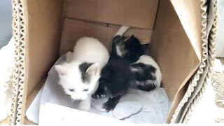 Little Cute Kittens living on the street. These Kittens are incredibly beautiful.