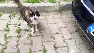 Poor Hungry Cats living on the street. I gave them food.