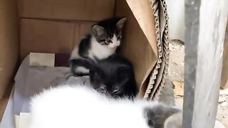 Cute Mother Cat Mothering Abandoned Kitten.