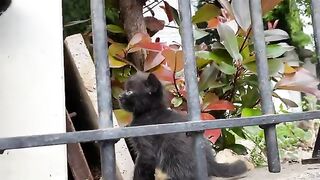 Incredibly Beautiful Kittens living on the street.