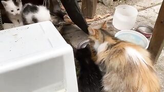 Cute Kittens and Mother Cat living on the street.