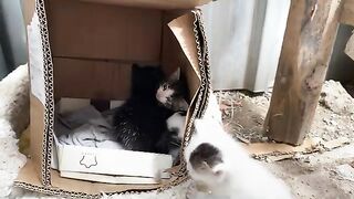 Incredibly Beautiful Little Kittens living on the street.