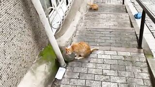 Beautiful Yellow Cats living on the street.