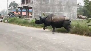 Danger Rhinos attack