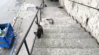 Hungry Stray Cats meow nonstop and ask me for food.