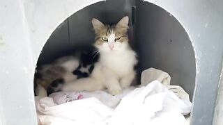 Cute Newborn Kittens. Mother Cat is breastfeeding her kittens.