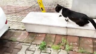 Perverted Cats trying to mate with a Female Cat. They quarreled.