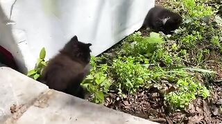 Incredibly beautiful Kittens living in the park. Adorable black Kitten