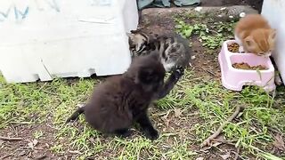 Cute Kitten with black beautiful fur. This kitten is incredibly beautiful.