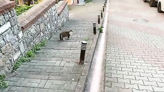 Cute beautiful Cats living on the street.