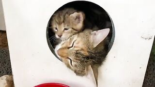 Poor little Kittens living on the street. Mother Cat loves her kittens.