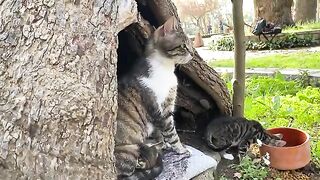 Poor Little Kittens living in the park. Mother Cat loves her Kittens.