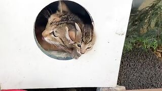 Cute Kittens living on the street with their Mother.