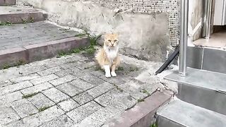 Cute Yellow Cat who lives on the street and has Beautiful eyes