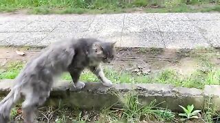 Beautiful fluffy Gray Cat living on the street. I gave him food.