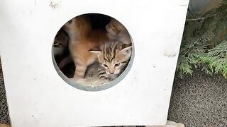 Poor Kittens living on the street. These Kittens are adorable.