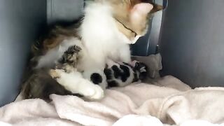 Newborn beautiful and cute Kittens. Mother Cat is protecting her Kittens.