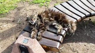 Beautiful fluffy Cat living in the park. I gave him food.