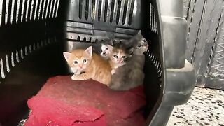 You have never seen such cute kittens. These 4 Kittens Are So Beautiful