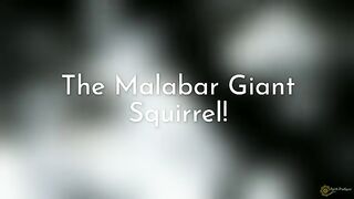 the malabar giant squirrel.