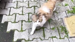 Cute Princess Cats living on the street. These cats are beautiful.