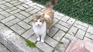 Cute Princess Cat living on the street.