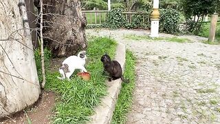 Cats attacking each other out of nowhere. Cute stray Cats