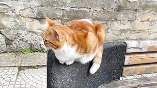 Cute Yellow Cat living on the street. This cat is so beautiful.